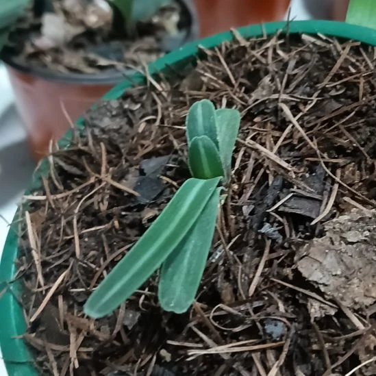 无花朵君子兰小苗君子兰小苗君子兰小苗