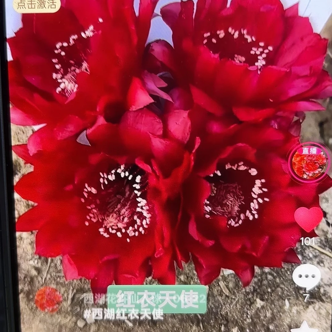 红衣天使彩20包邮仙人球别呀51