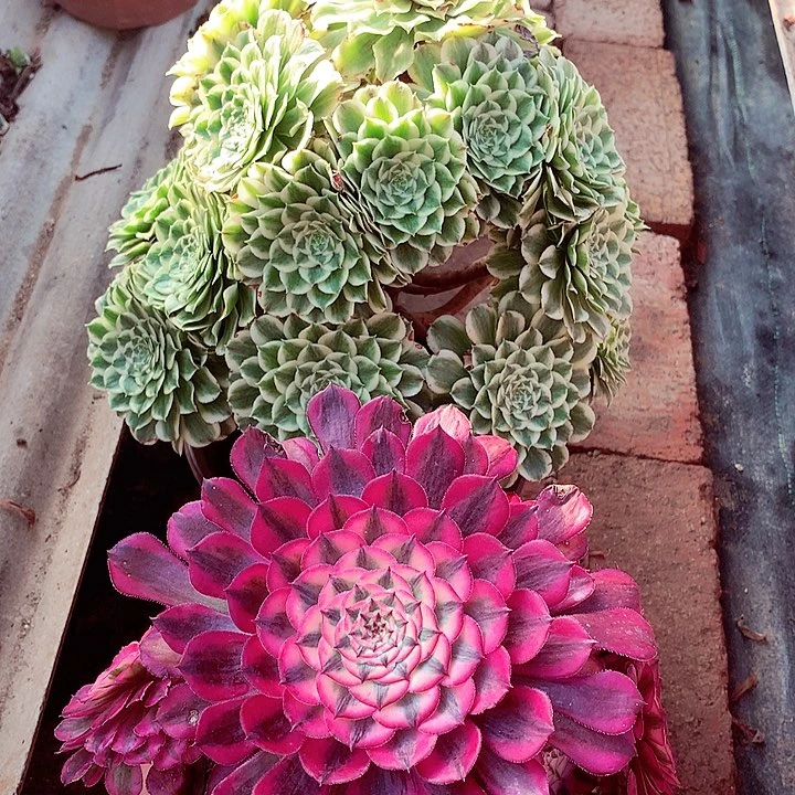 两颗组合，多肉植物