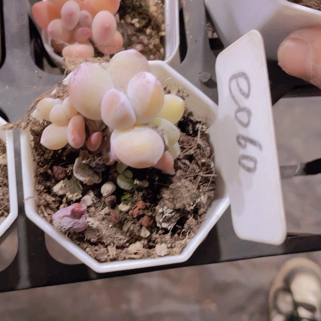 ?****崽彩虹雪美人e060一物一拍