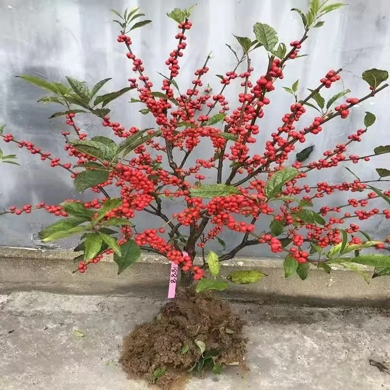 北美冬青树苗盆栽雄株吉祥果植物红豆相思豆东北室外庭院红果幸运