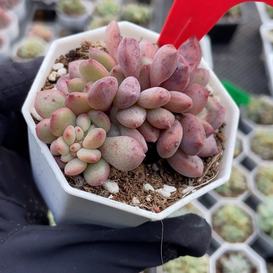 2098爱丽儿多肉植物多肉