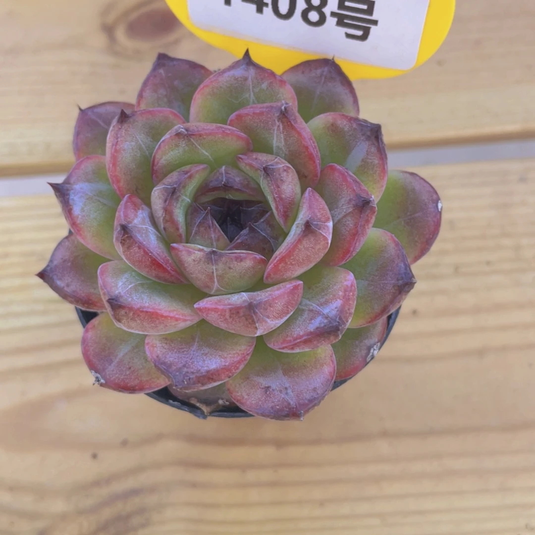 1408号 暗黑糖心新品