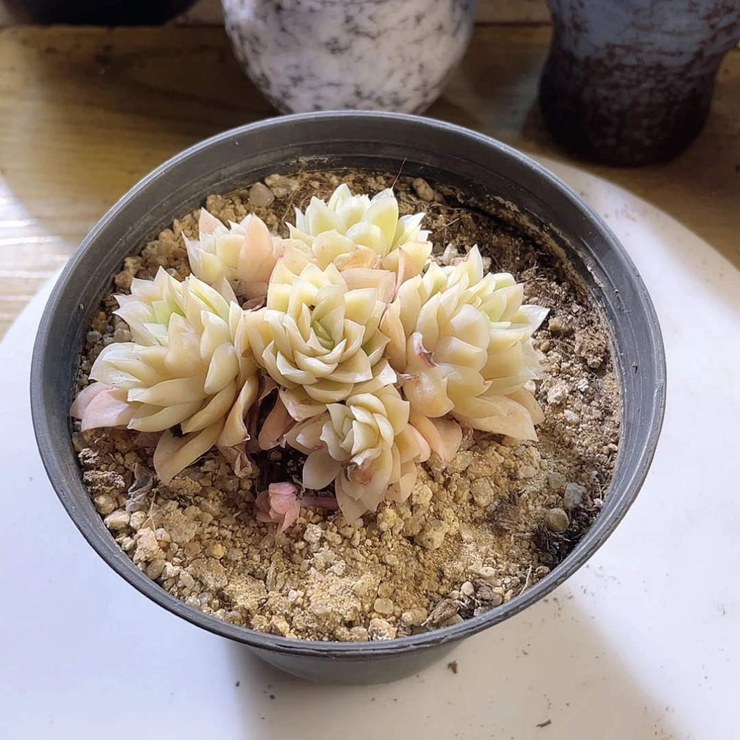 0326  冰山玫瑰锦 六月六