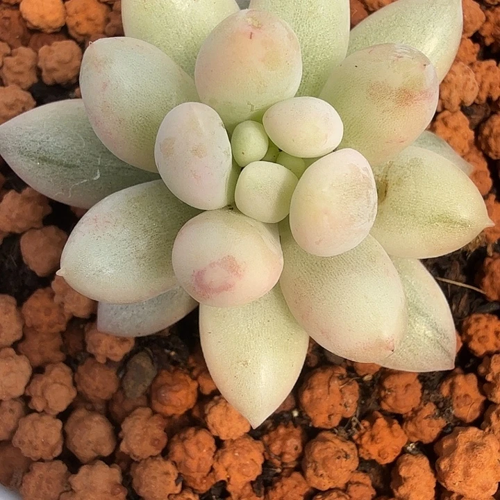 所罗门锦多肉锦植物