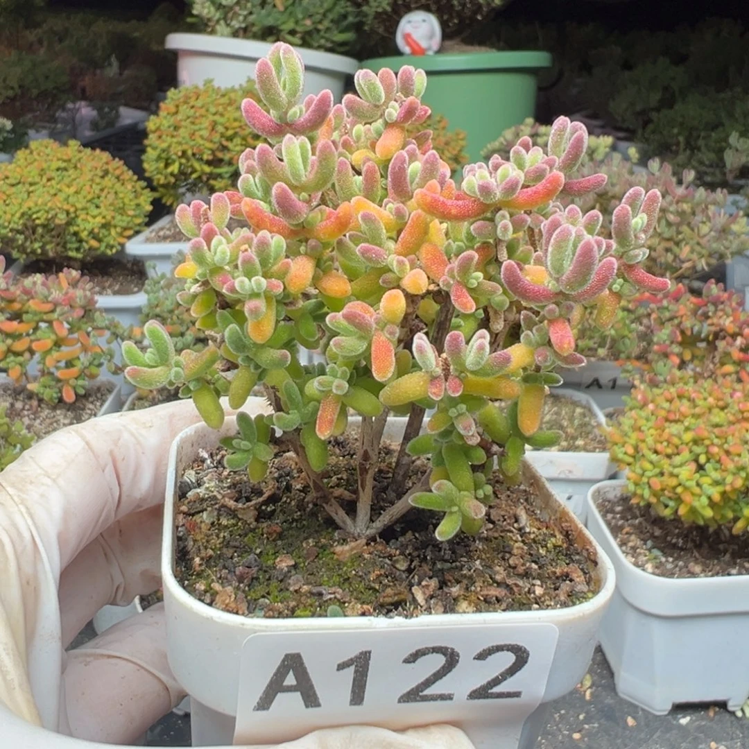 秋***TA122红叶枝干一物一拍