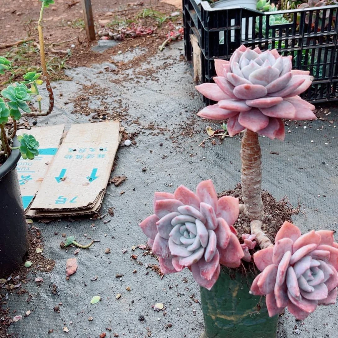 红茶一颗三头发货