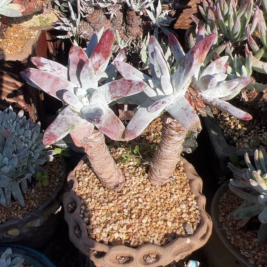 4354初霜苹果叶仙女杯