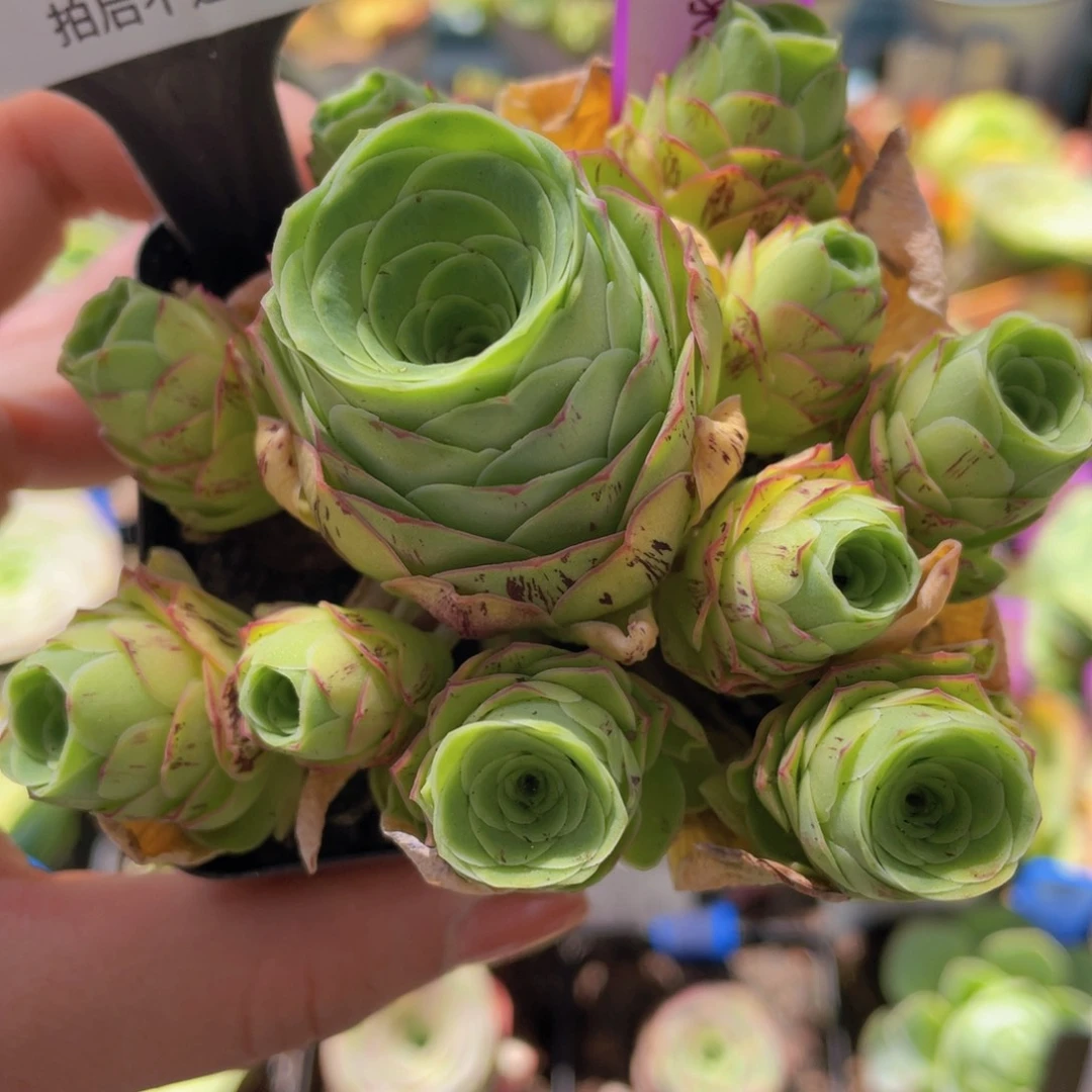 童话气球多肉614一物一拍