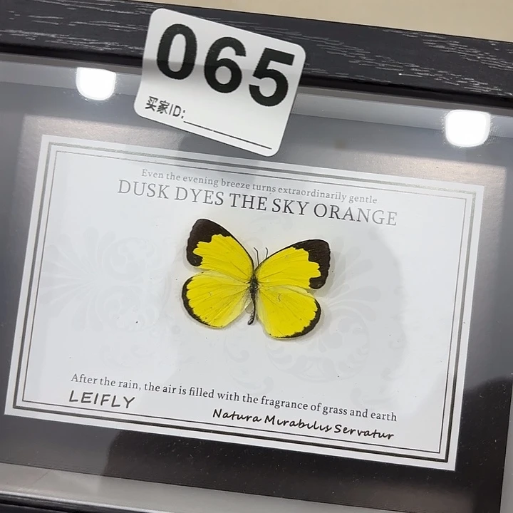 蝴蝶标本定制版065