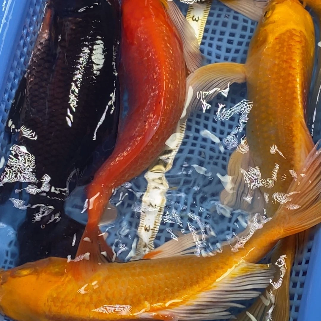 锦鲤冷水锦鲤包邮