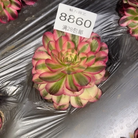 荔枝多肉多肉8860