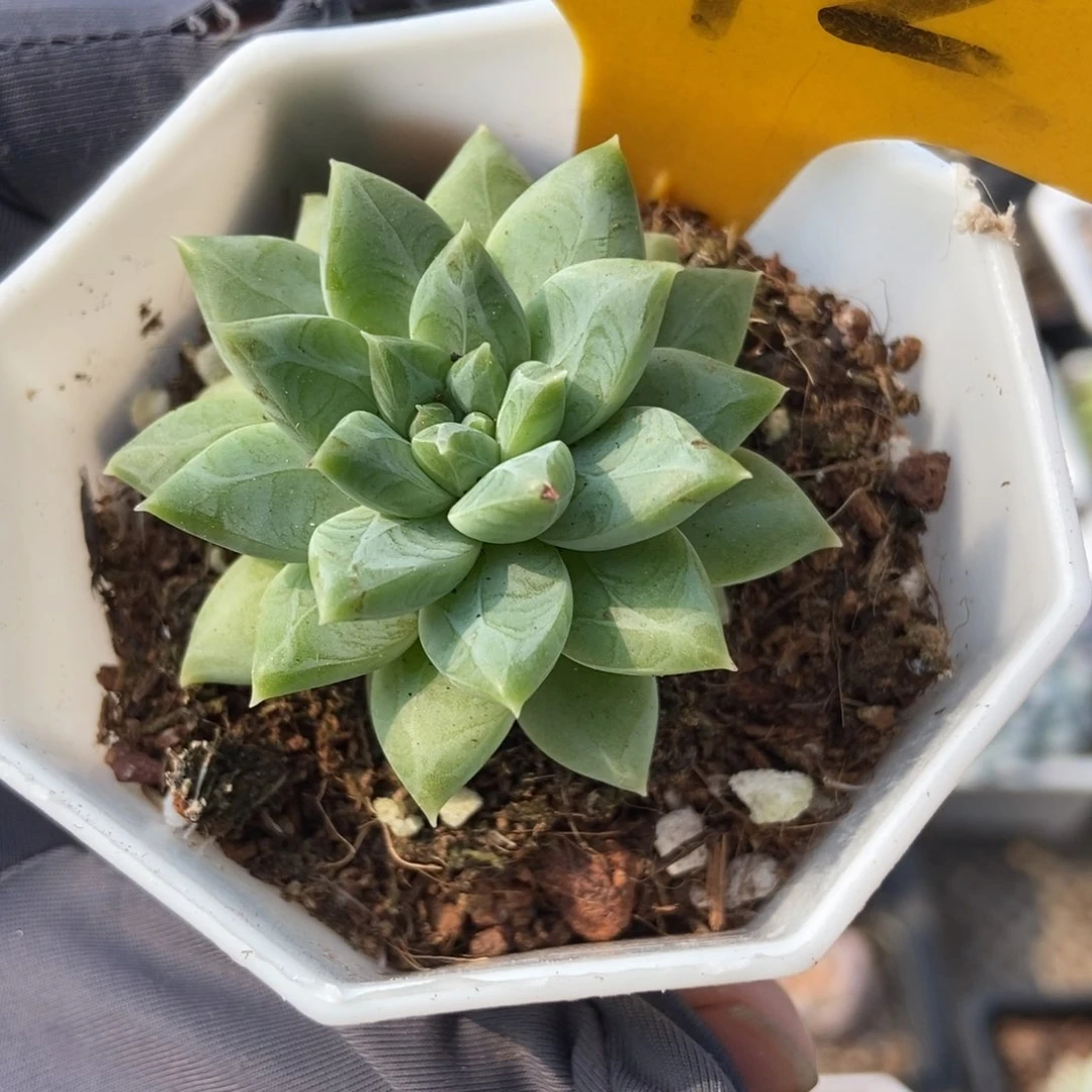 572雨花石多肉植物保护