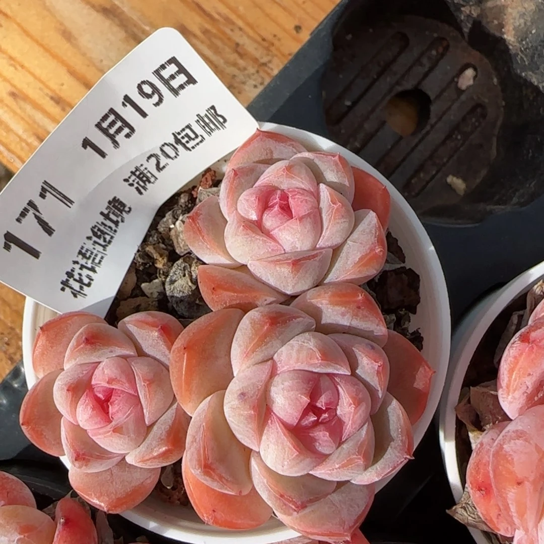 花语逸镜0119-171