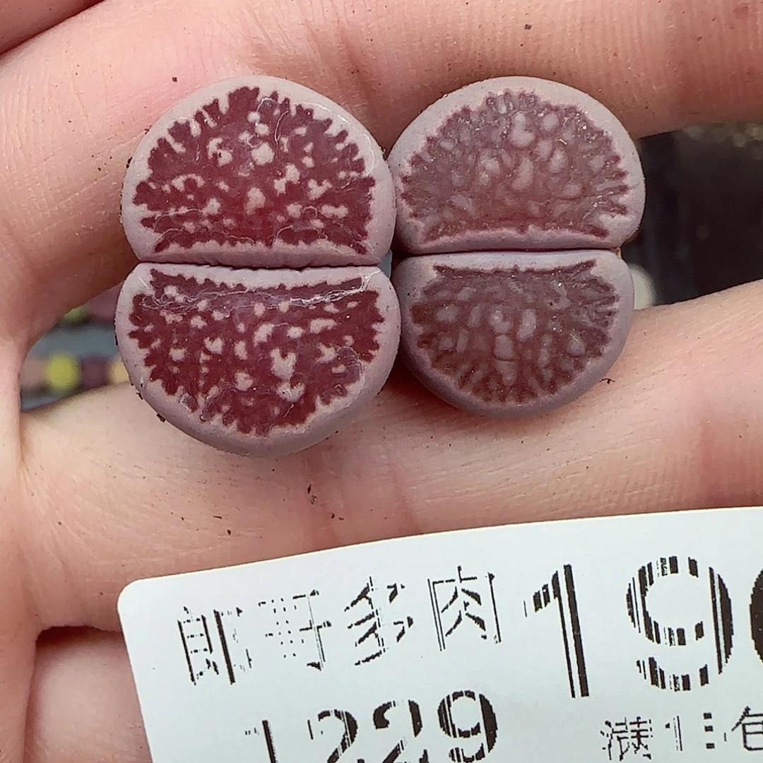 满满18包邮1229-196