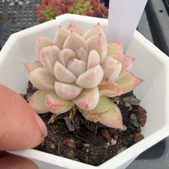 20园丁一物一拍多肉