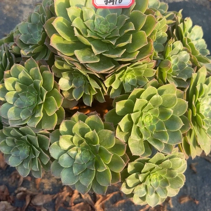 万缕金多肉法师不包包损16