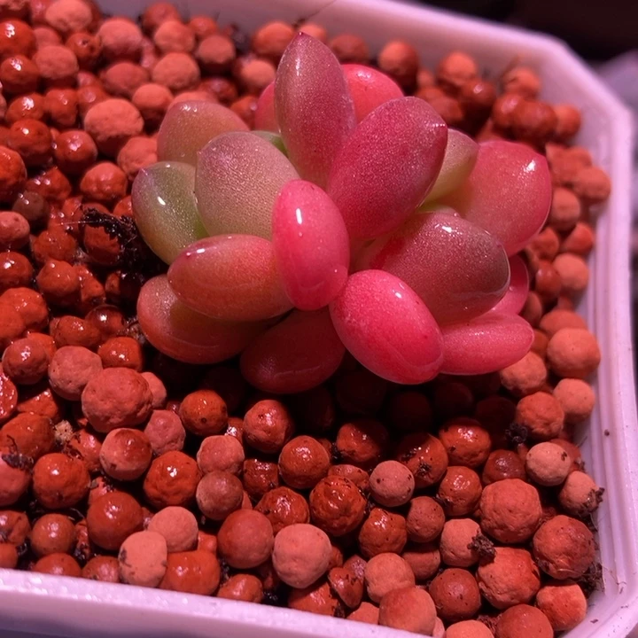 人面桃花多肉多肉植物多肉植物