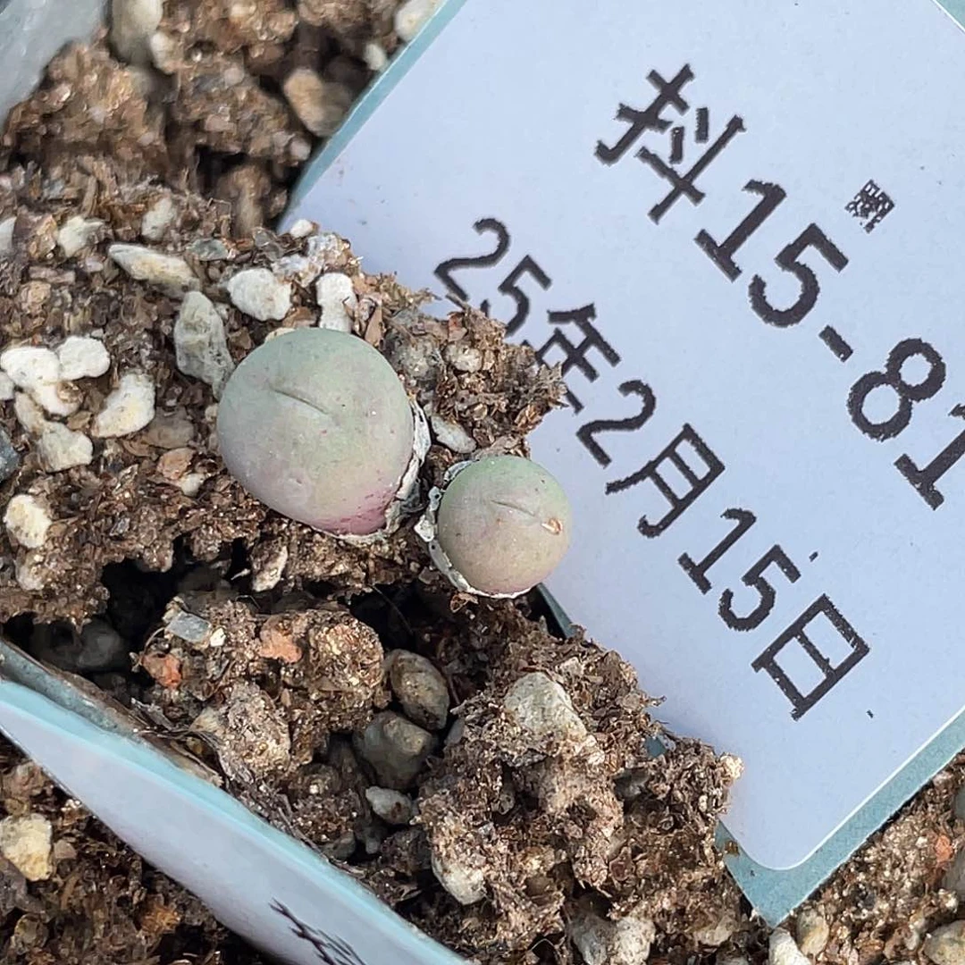 ?****?15-81肉锥多肉植物