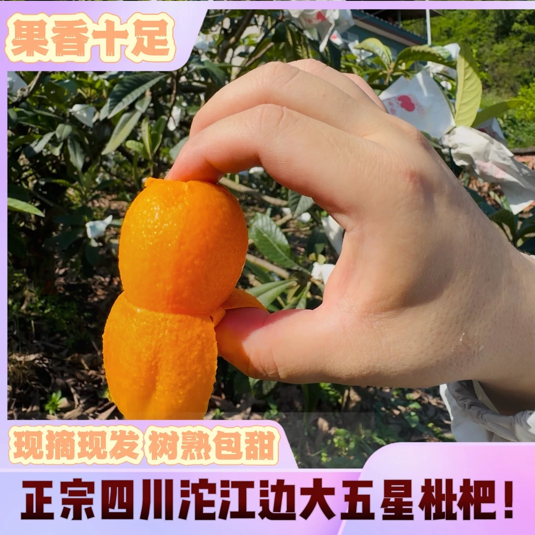 一斤╱三斤装★四川老树大五星枇杷★现摘新鲜当季多汁整箱包邮