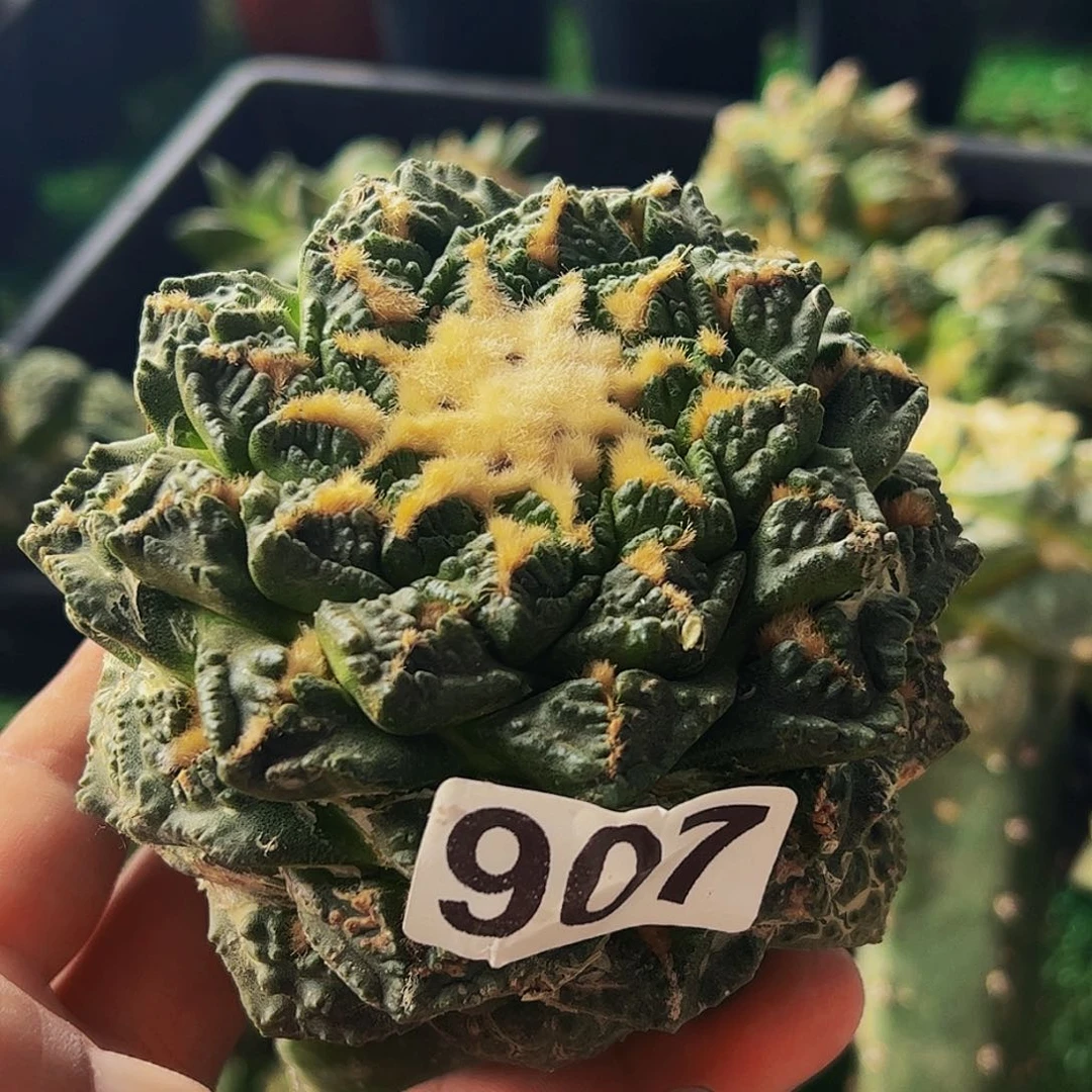 无花朵老龟甲牡丹907
