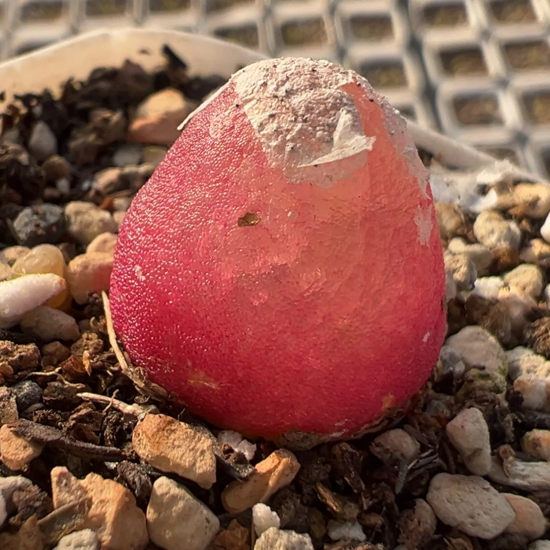 灯泡多肉植物百科