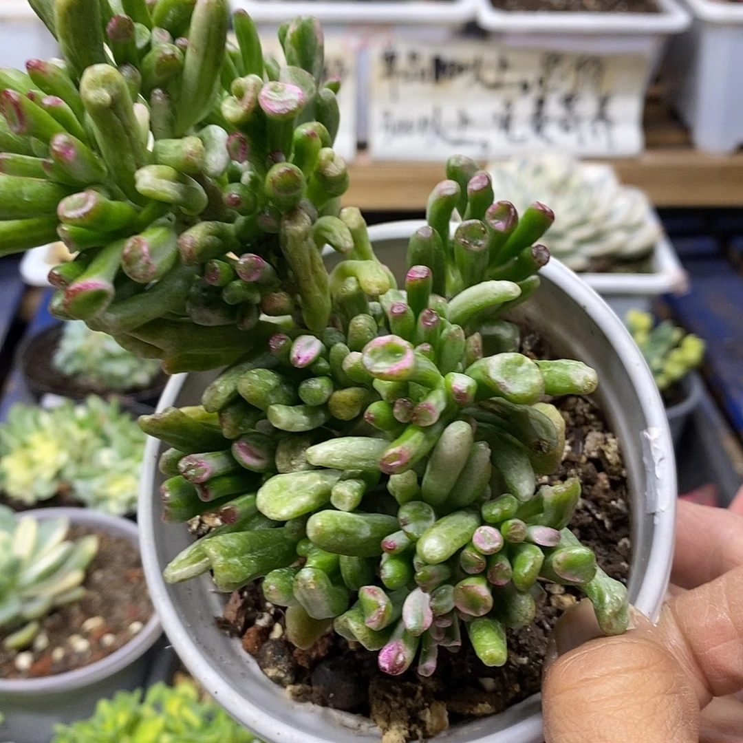 2658 老桩吸财树锦自然群