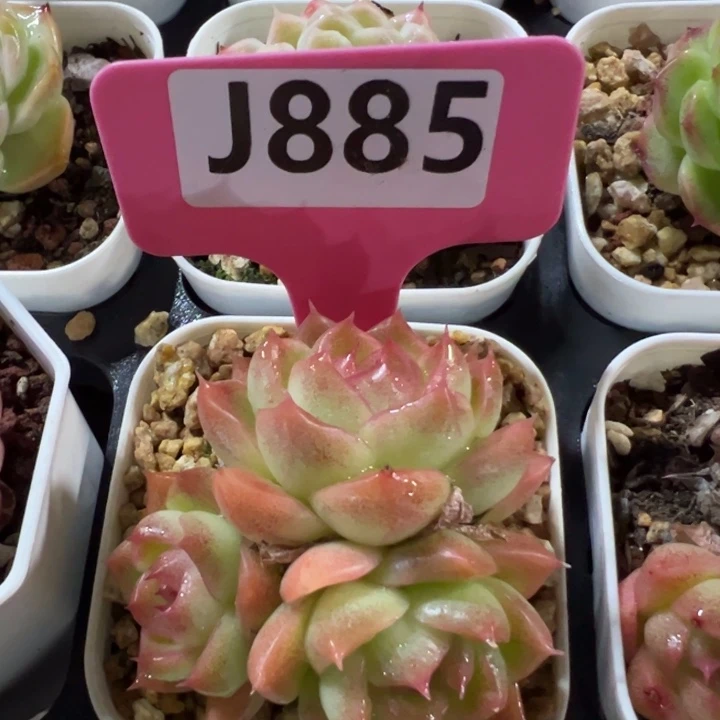 麦秆群6cm福利cvv