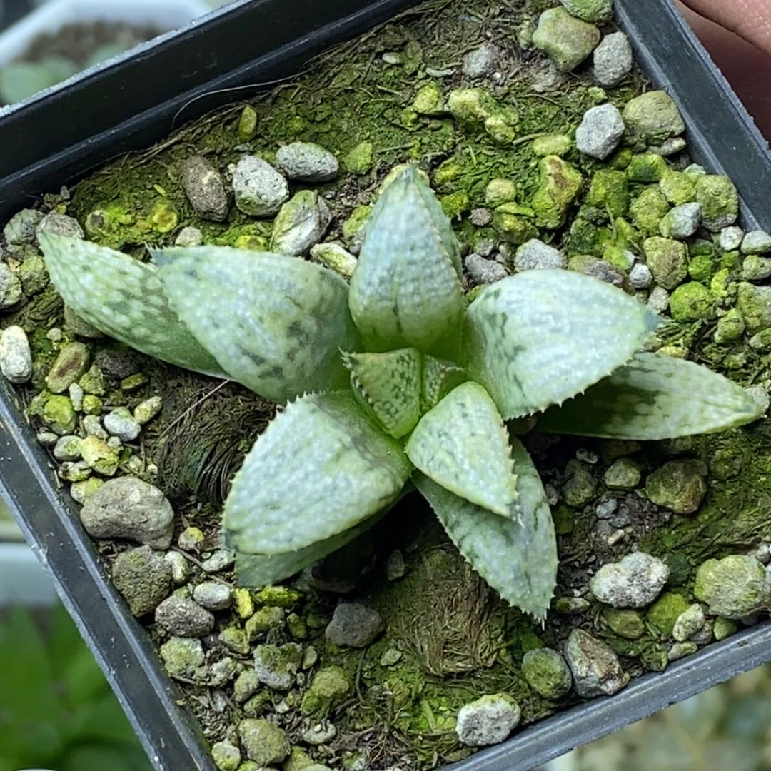 冬与春交一物一拍