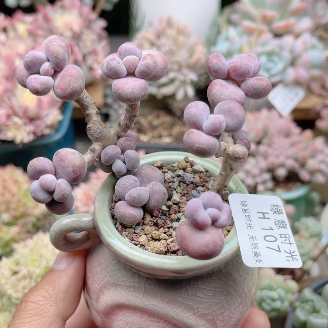 107 老桩腰子蛋 带陶瓷盆发货 满28包邮