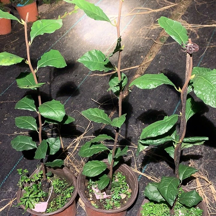 完全开放龙游天下嫁接苗50