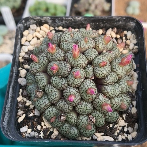 多肉肉锥 50头 粉花墨小锥杂