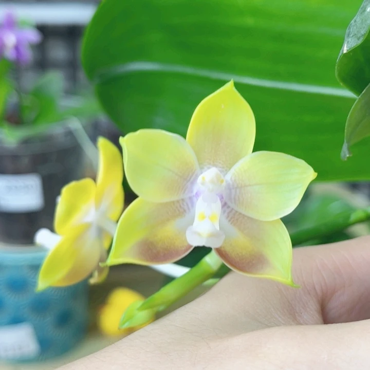 完全开放弥陀210-金蝉-2248