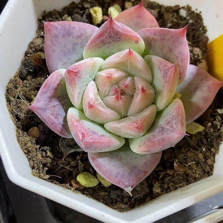 多肉植物婚戒1625