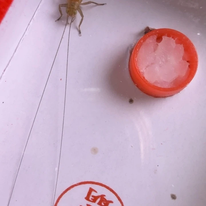 漂亮大黄龄合适好看