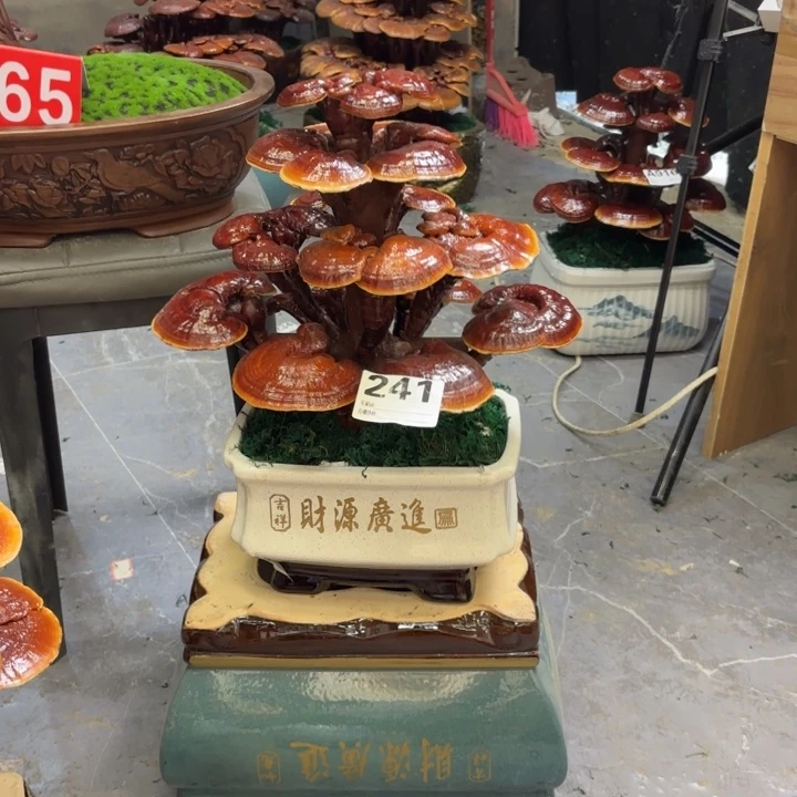 荔***1灵芝88888888888888888