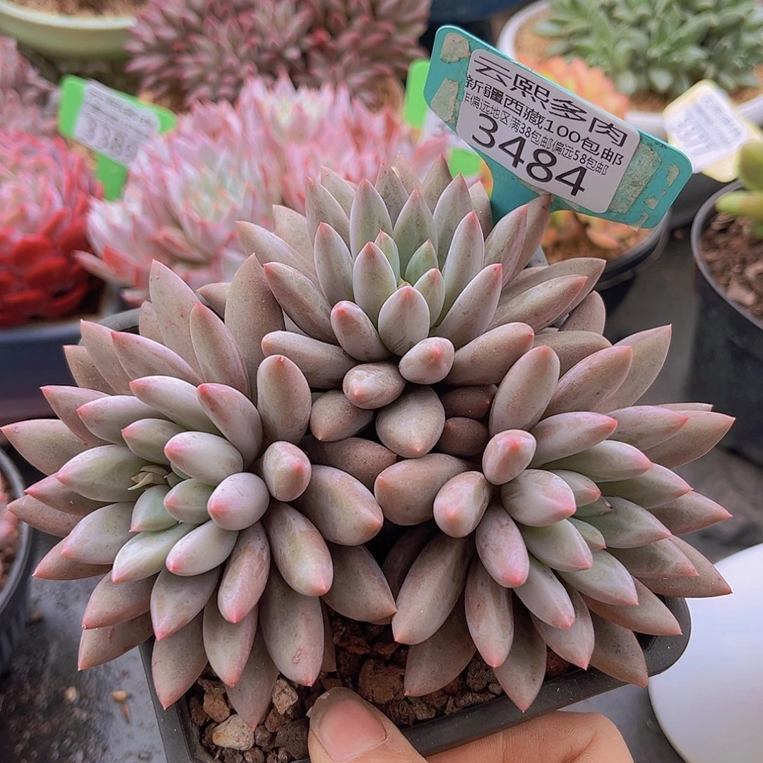 3484红蜻蜓多肉植物