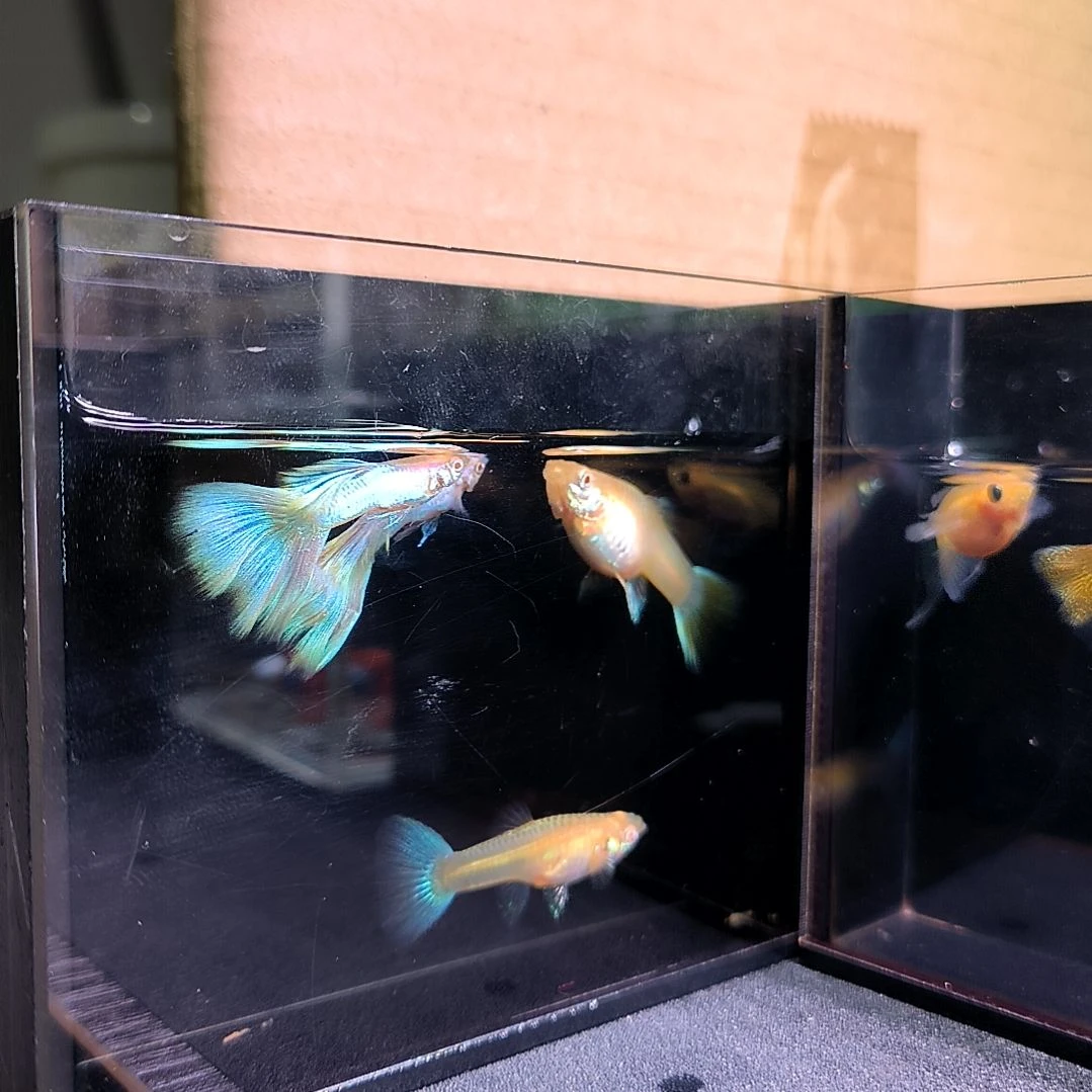 海水鱼精品孔雀鱼，极光幻彩，两公两母带胎代孕。