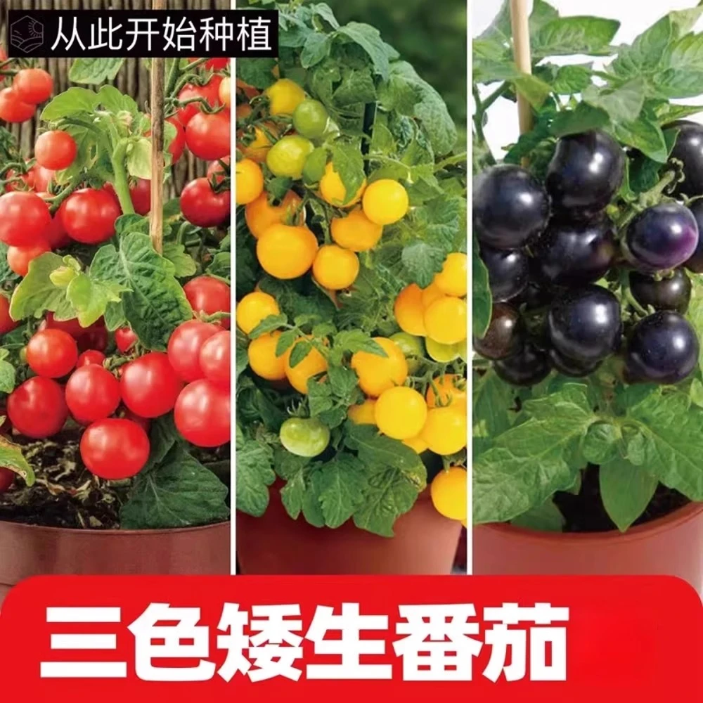 【2袋400粒丨新疆包邮】盆栽矮生樱桃番茄种籽西红柿种子圣女果阳台