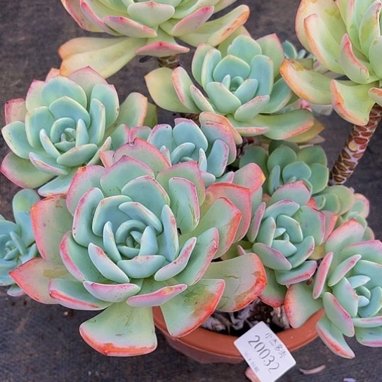 用****1白月光群20032