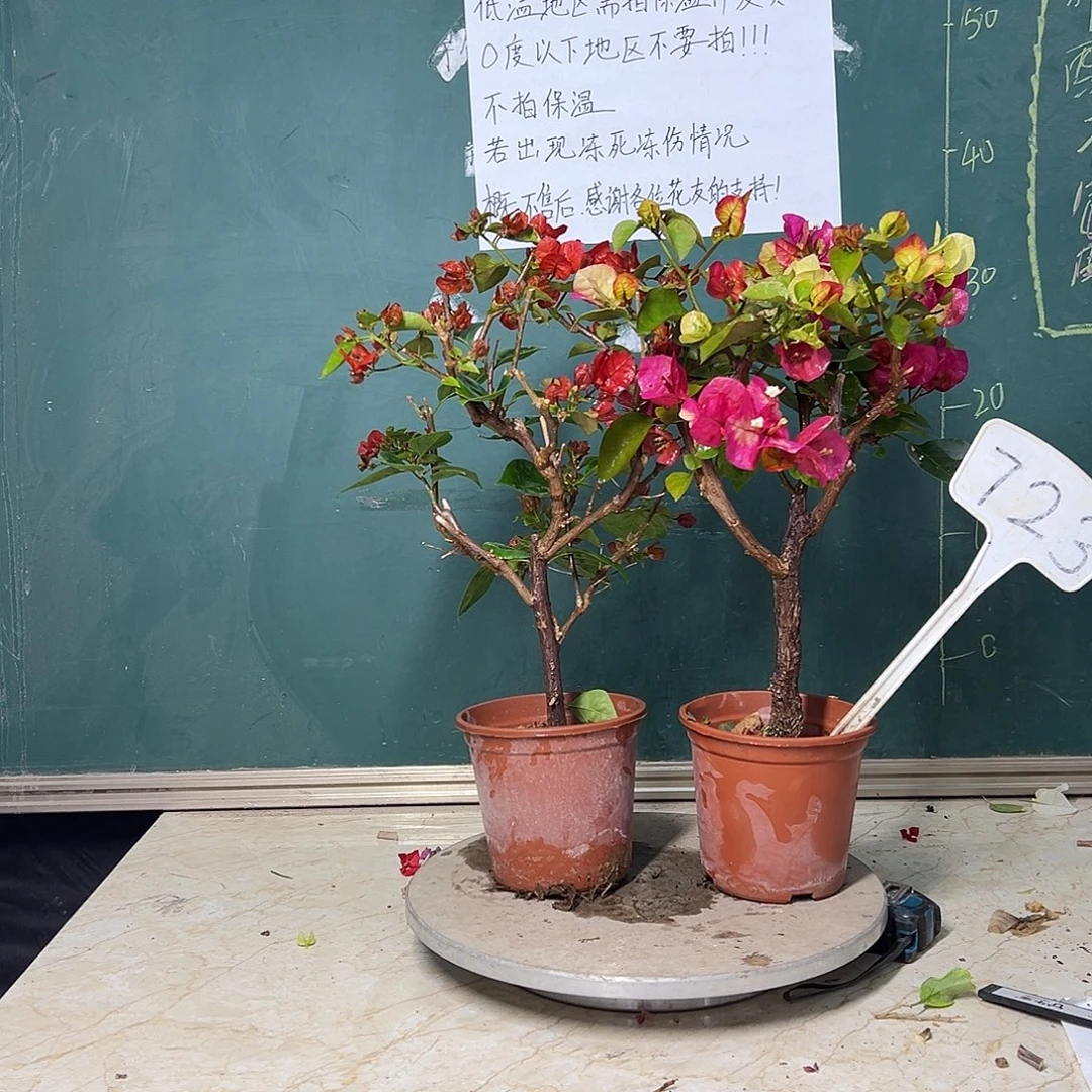 完全开放印度画报 中国红 723