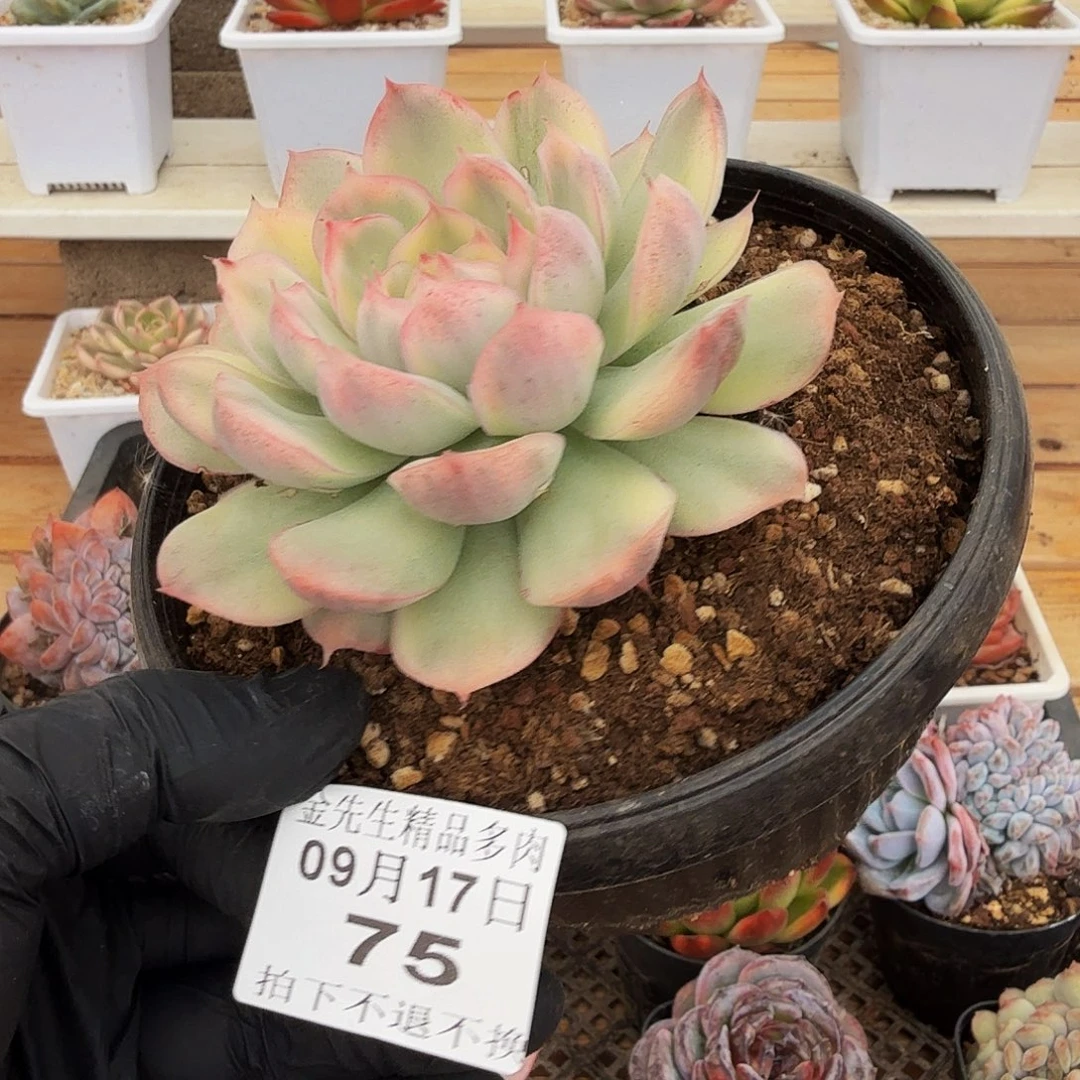 0917-75草莓蛋糕锦