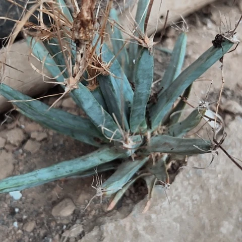 081光山无根无根无根