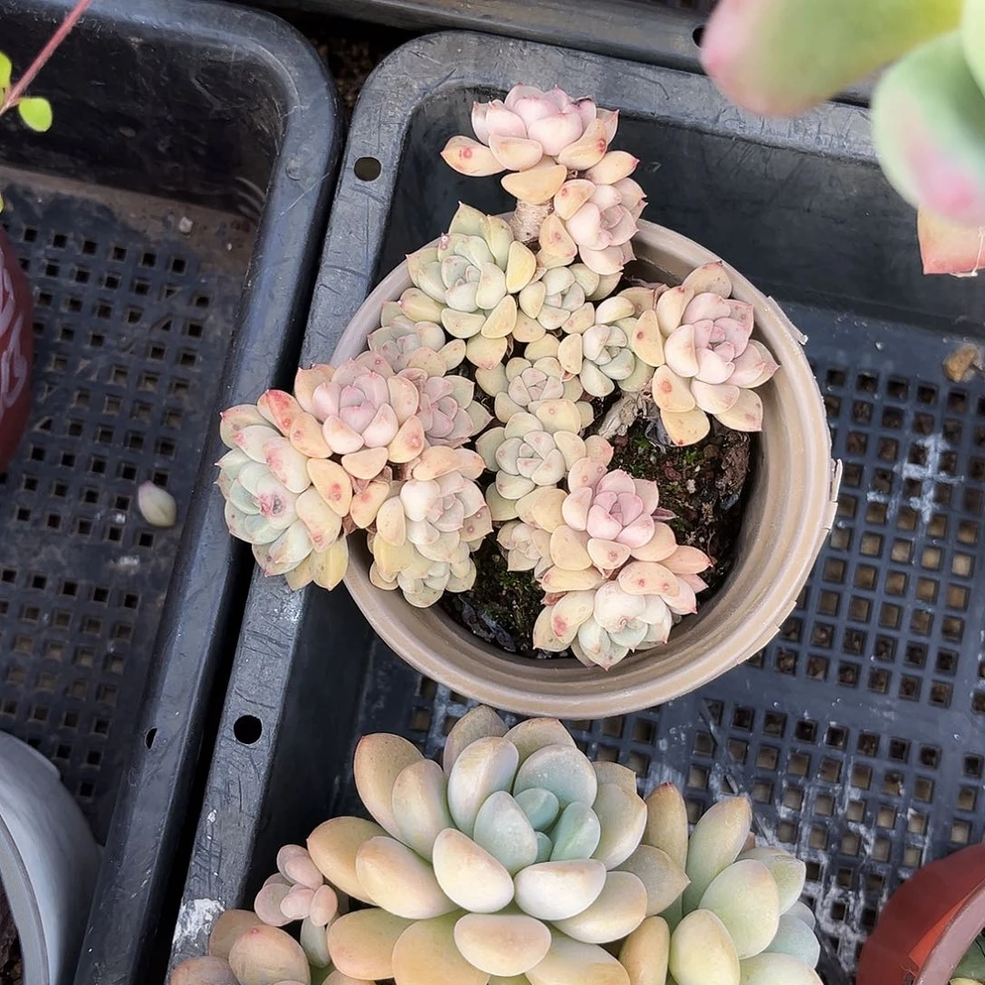 d****6473多肉植物提取萃取剂系列之