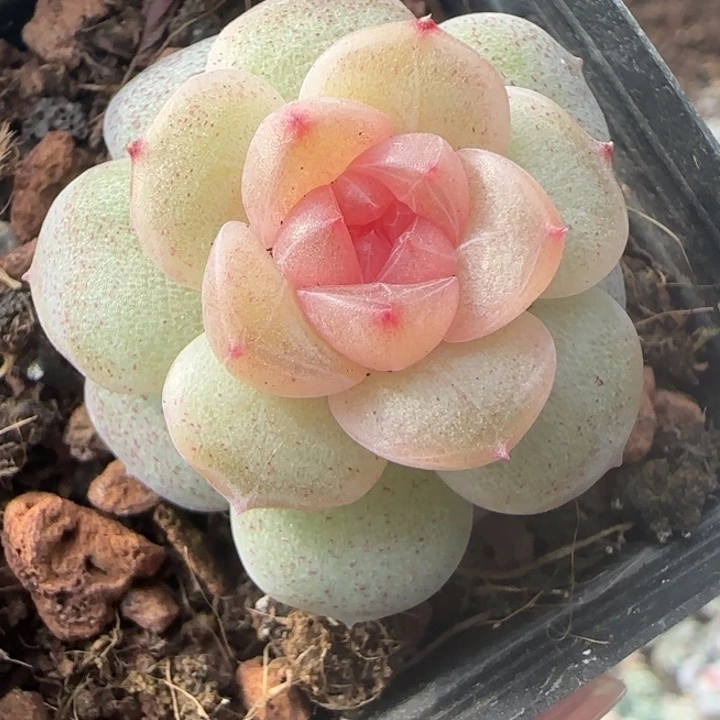 20 量拍仙音多肉一棵