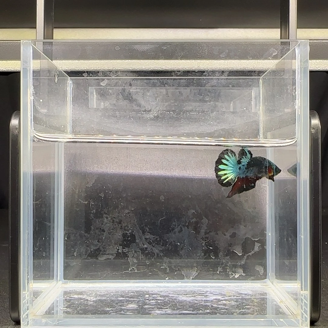 竞拍十二月十四号