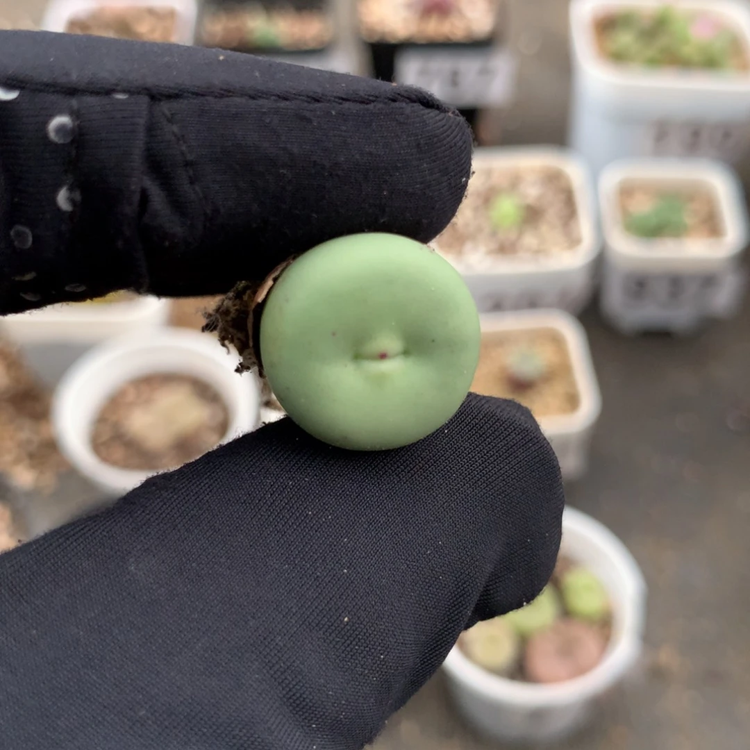 886大型红嘴母本