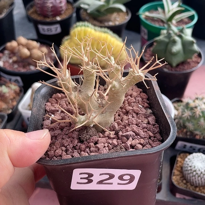 329黑鬼殿厚墩菊块根