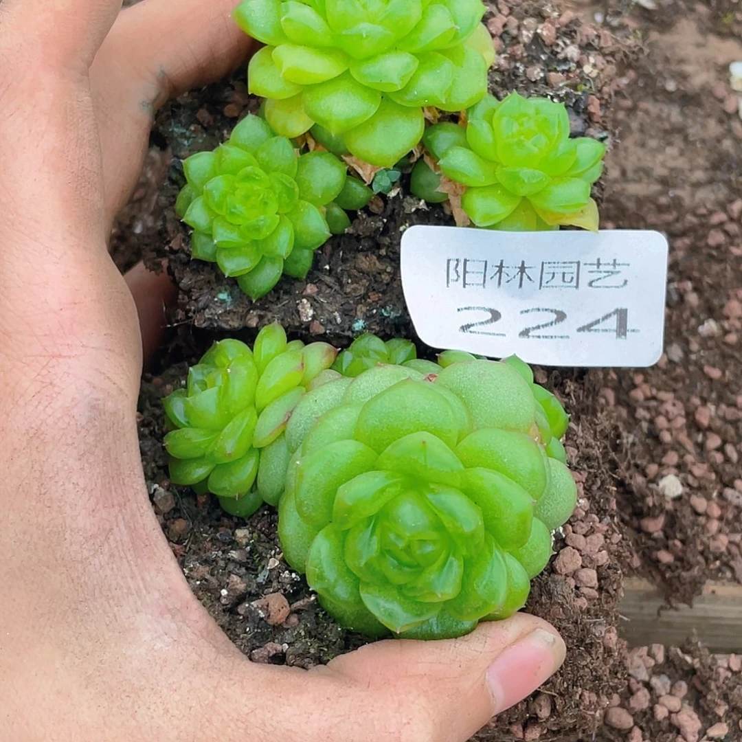 多肉植物多肉植物224