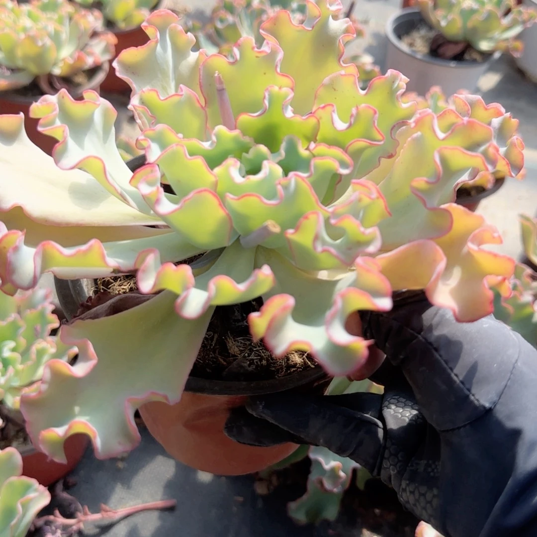 无花朵水瓶座大单头